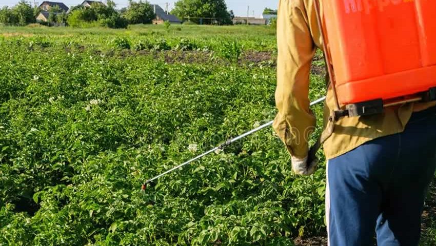 Cara Menggunakan Sprayer Botol untuk Perkebunan