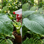 perbandingan sprayer tanaman biasa dan sprayer berkualitas dengan hasil semprotan berbeda